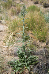 Cirsium mohavense