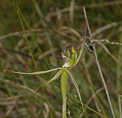 Caladenia dilatata