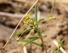 Cleomella parviflora