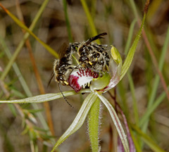 Caladenia dilatata