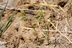 Cleomella parviflora