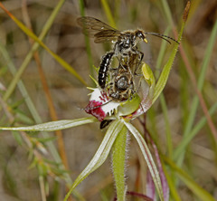 Caladenia dilatata