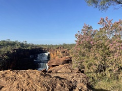 Calytrix exstipulata