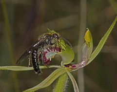 Caladenia dilatata