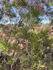 Calytrix exstipulata