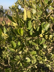 Erythroxylum emarginatum