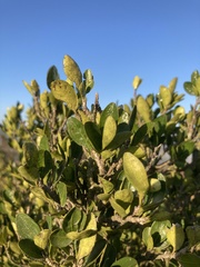 Erythroxylum emarginatum