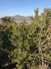 Erythroxylum emarginatum