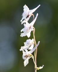 Delphinium carolinianum virescens