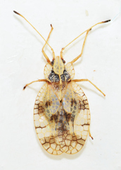 Stephanitis caucasica