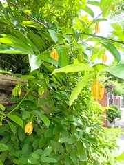 Artabotrys siamensis