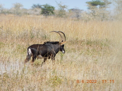 Hippotragus niger kirkii