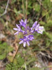 Dichelostemma multiflorum
