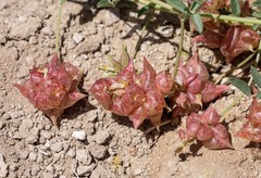 Astragalus lentiginosus albifolius