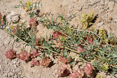 Astragalus lentiginosus albifolius