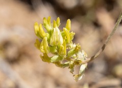 Astragalus lentiginosus albifolius