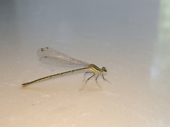 Platycnemis phyllopoda