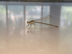 Platycnemis phyllopoda