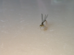 Platycnemis phyllopoda