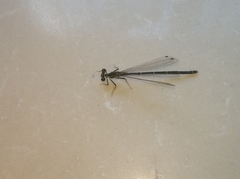Platycnemis phyllopoda
