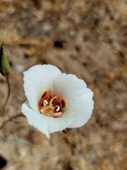 Calochortus venustus