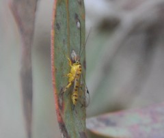 Xanthopimpla rhopaloceros