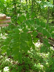 Styphnolobium affine