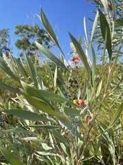 Grevillea refracta