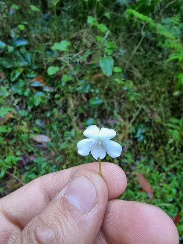 Image of Viola perreniformis by (c) Richard Dimon, some rights reserved (CC BY)