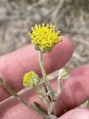 Hymenopappus filifolius cinereus