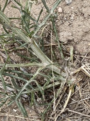 Hymenopappus filifolius cinereus