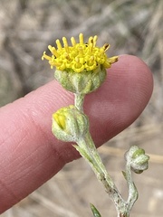 Hymenopappus filifolius cinereus