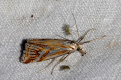 Hednota pleniferellus