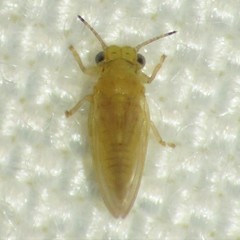 Blastopsylla occidentalis