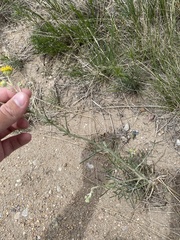 Hymenopappus filifolius cinereus