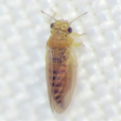 Blastopsylla occidentalis
