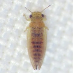 Blastopsylla occidentalis
