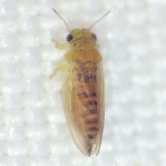 Blastopsylla occidentalis