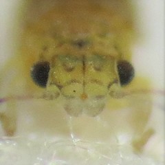 Blastopsylla occidentalis