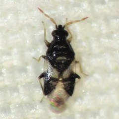 Orius tristicolor