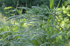 Melica transsilvanica