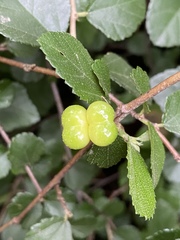 Grewia piscatorum