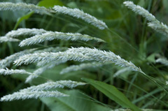 Melica transsilvanica