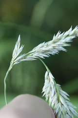 Melica transsilvanica