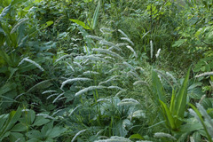 Melica transsilvanica