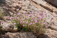 Trifolium dedeckerae
