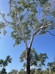 Eucalyptus miniata
