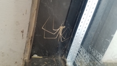 Araneae