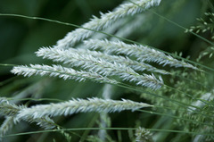 Melica transsilvanica