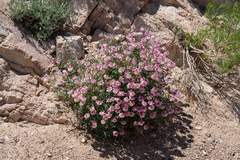 Trifolium dedeckerae